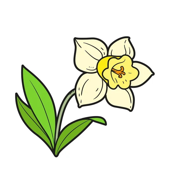 Narzisse Blume Farbvariante Für Malbuch Isoliert Auf Weißem Hintergrund — Stockvektor