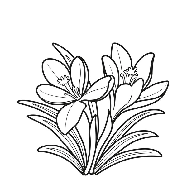 Crocus Flowers Coloring Book Linear Drawing Isolated White Background — Stock Vector
