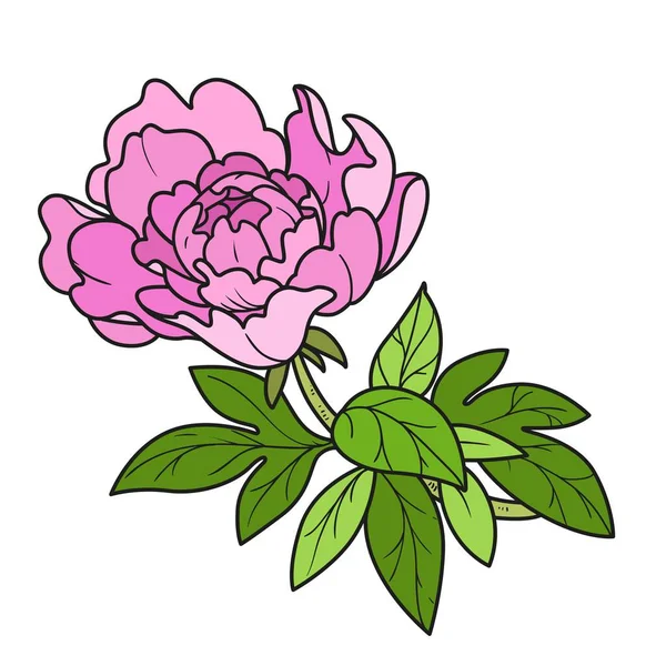 白い背景に隔離された着色本のための茎の色の変化に牡丹の花 — ストックベクタ