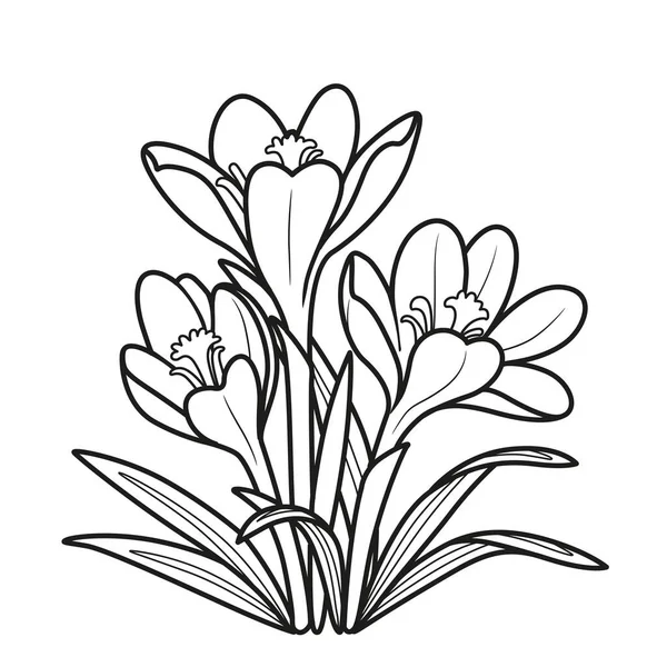 Crocus Fleurs Poussent Dans Livre Coloriage Brousse Dessin Linéaire Isolé — Image vectorielle