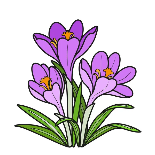Crocus Fleurs Poussent Dans Livre Coloriage Brousse Dessin Linéaire Isolé — Image vectorielle