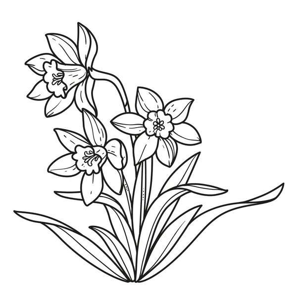 Fleurs Réalistes Narcisses Esquissées Pour Livre Colorier Dessin Linéaire Isolé — Image vectorielle
