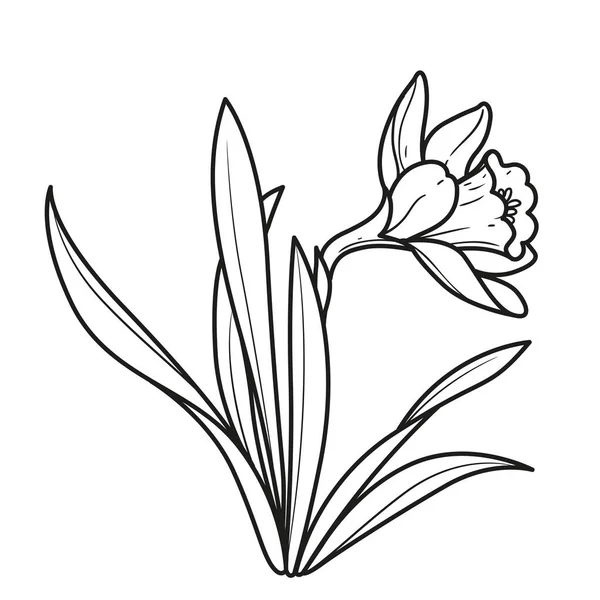 Νάρκισσος Ρεαλιστικό Λουλούδι Χρωματισμός Βιβλίο Γραμμικό Σχέδιο Απομονώνονται Λευκό Φόντο — Διανυσματικό Αρχείο