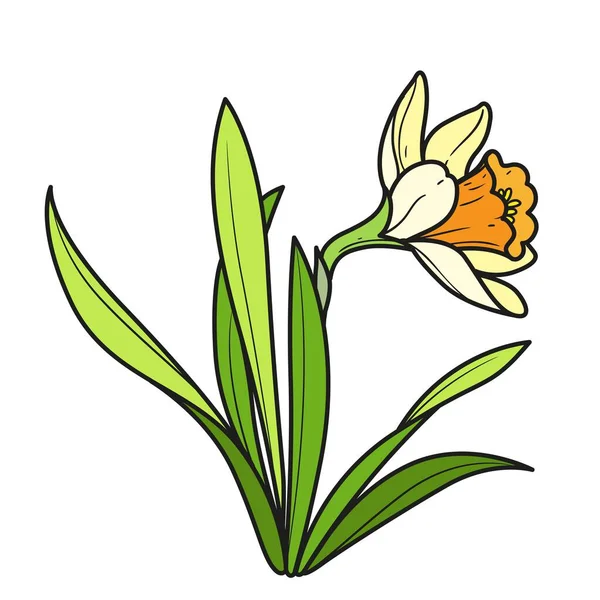 Narcisse Fleurs Coloriage Variation Couleur Livre Pour Coloriage Isolé Sur — Image vectorielle