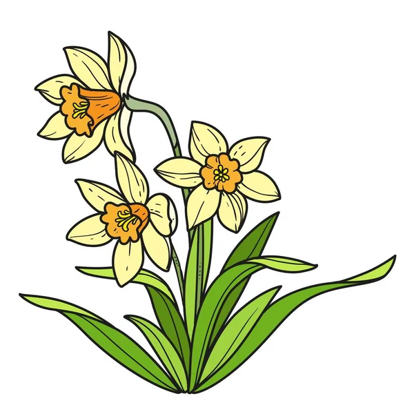 Narcissus Realistic Flowers Color Variation Coloring Book Isolated White Background — Stock Vector