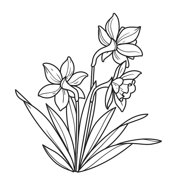 Fleurs Narcisses Esquissées Pour Livre Colorier Dessin Linéaire Isolé Sur — Image vectorielle
