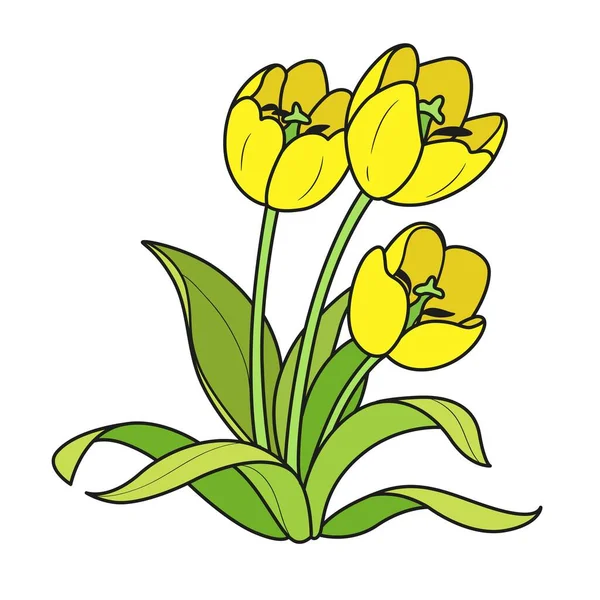 Drei Tulpen Blumen Farbvariante Für Malbuch Isoliert Auf Weißem Hintergrund — Stockvektor