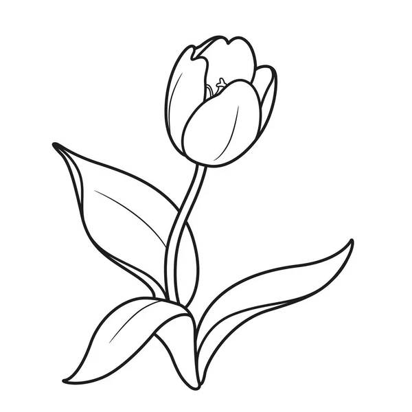 Blossoming Tulip Flower Linear Drawing Isolated White Background — Stock Vector