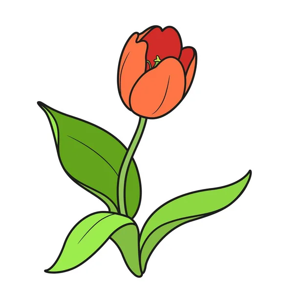 Blühende Tulpe Blume Farbvariation Isoliert Auf Weißem Hintergrund — Stockvektor