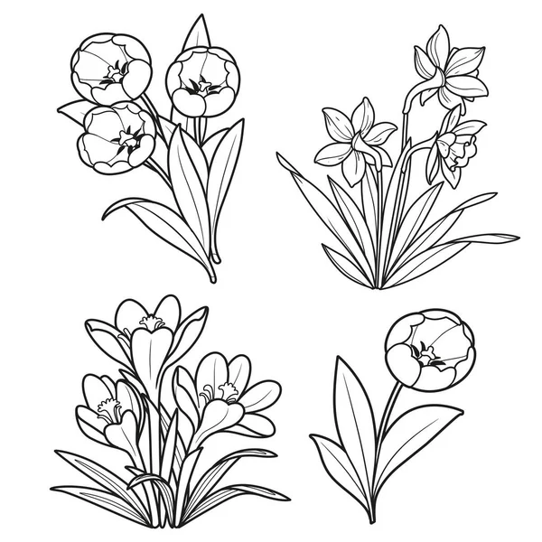 Jarní Květiny Tulipány Krokusy Narcisy Lineární Kresba Pro Omalovánky Izolované — Stockový vektor