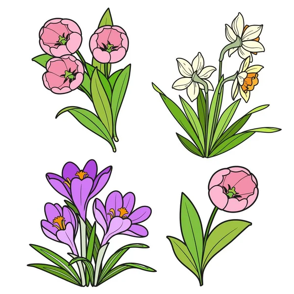 Spring flowers tulips, crocuses and daffodils color variation for coloring book isolated on white background