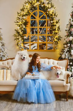 Stüdyoda açık mavi elbiseli hoş bir kız ve iki beyaz Samoyed köpeği Noel ağacının arka planında, yeni yıl süslemelerinde.