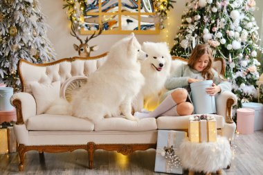 Kanepede oturan küçük tatlı kız ve iki Samoyed köpeği güzel bir iç mekanda noel ağacının yanında.