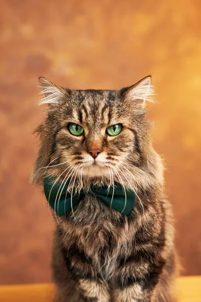 毛茸茸的灰色条纹猫 绿色眼睛 绿色领结 坐在棕色背景上 — 图库照片