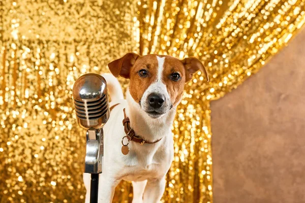 Jack Russell Terrier Dog Professional Microphone Singing Performance Stage — Stock Photo, Image