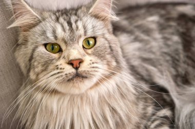 Yumuşak kedi pencere pervazına uzanır ve kameraya bakar. Sarı gözlü genç bir Gri Maine Rakunu..