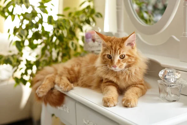 귀엽고 솜털메인 고양이는 메이크업 테이블에 식물들로 둘러싸인 실내의 아름다운 고양이 — 스톡 사진