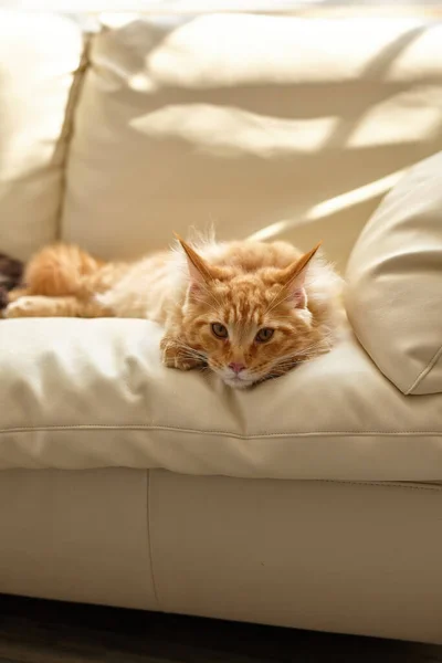 Рыжая Кошка Отдыхает Диване Гостиной Лежа Животное Наслаждается Солнцем Дома — стоковое фото