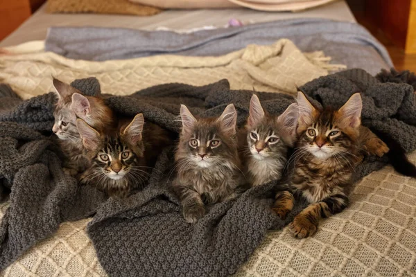 Ομάδα Χαριτωμένο Maine Coon Γατάκια Που Βρίσκονται Γκρι Ζεστή Κουβέρτα — Φωτογραφία Αρχείου