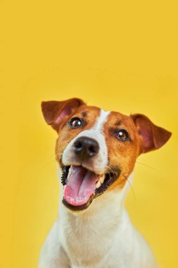 Güzel komik köpek Jack Russell Terrier 'ın portresi ileriye bakıyor ve dili dışarı fırlamış bir şekilde sarı arka plana gülümsüyor.