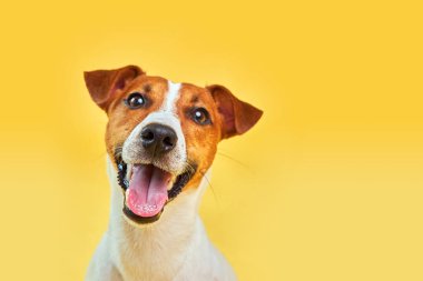Güzel komik köpek Jack Russell Terrier 'ın portresi ileriye bakıyor ve dili dışarı fırlamış bir şekilde sarı arka plana gülümsüyor.