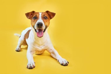 Sevimli komik köpek Jack Russell Terrier 'ın portresi. Mutlu köpek parlak sarı arka planda yatıyor. Metin için boş alan.