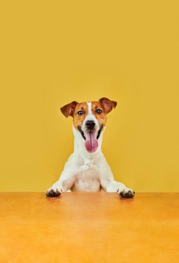 Mutlu, şaşırmış köpeğin portresi. Jack Russell Terrier 'ın kafasının tepesinde pençeleriyle boş altın masanın üzerinden bakıp diliyle gülümsüyor. Sarı arkaplanda kopyalama alanı olan kart şablonu veya Banner.