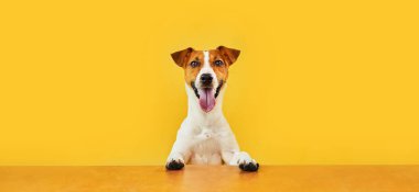 Mutlu, şaşırmış köpeğin portresi. Jack Russell Terrier 'ın kafasının tepesinde pençeleriyle boş altın masanın üzerinden bakıp diliyle gülümsüyor. Sarı arkaplanda kopyalama alanı olan yatay Sancak.