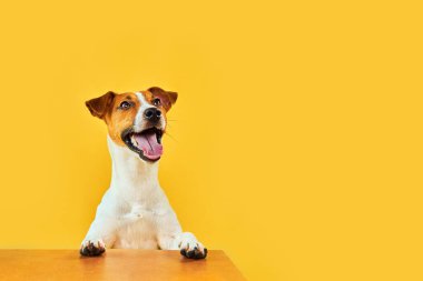 Mutlu, şaşırmış köpeğin portresi. Jack Russell Terrier 'ın kafasının tepesinde pençeleriyle boş altın masanın üzerinden bakıp diliyle gülümsüyor. Sarı arkaplanda kopyalama alanı olan yatay Sancak.