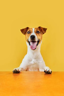Mutlu, şaşırmış köpeğin portresi. Jack Russell Terrier 'ın kafasının tepesinde pençeleriyle boş altın masanın üzerinden bakıp diliyle gülümsüyor. Sarı arkaplanda kopyalama alanı olan kart şablonu veya Banner.