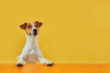 Mutlu, şaşırmış köpeğin portresi. Jack Russell Terrier 'ın kafasının tepesinde pençeleriyle boş altın masanın üzerinden bakıp diliyle gülümsüyor. Sarı arkaplanda kopyalama alanı olan yatay Sancak.