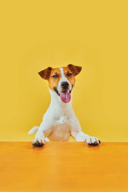 Mutlu, şaşırmış köpeğin portresi. Jack Russell Terrier 'ın kafasının tepesinde pençeleriyle boş altın masanın üzerinden bakıp diliyle gülümsüyor. Sarı arkaplanda kopyalama alanı olan kart şablonu veya Banner.