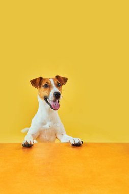 Mutlu, şaşırmış köpeğin portresi. Jack Russell Terrier 'ın kafasının tepesinde pençeleriyle boş altın masanın üzerinden bakıp diliyle gülümsüyor. Sarı arkaplanda kopyalama alanı olan kart şablonu veya Banner.