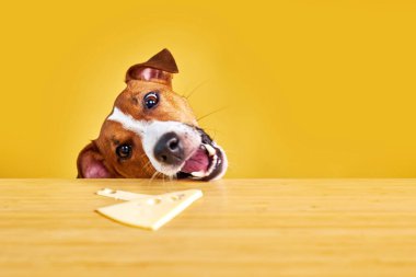 Jack Russell Terrier köpeği masadan yemek yer. Sarı arka planda dili olan komik Aç Köpek portresi Masadaki peynire bakıyor