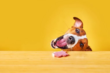 Jack Russell Terrier köpeği masadan yemek yer. Sarı arka planda dili olan komik, aç köpek portresi masadaki ete bakıyor.