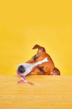 Jack Russell Terrier köpeği masadan yemek yer. Sarı arka planda dili olan komik, aç köpek portresi masadaki ete bakıyor.