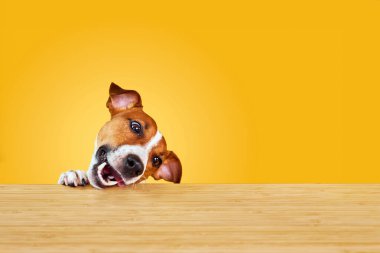 Jack Russell Terrier köpeği masadan yemek yer. Sarı arka planda dili olan komik aç köpek portresi boş masaya bakıyor.