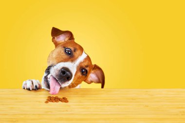 Jack Russell Terrier köpeği masadan yemek yer. Komik Aç Köpek portresi Sarı arka planda masadaki köpek mamasına bakıyor