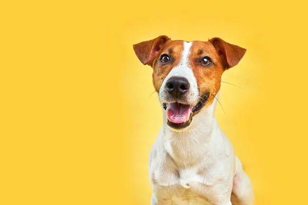 머리에 그려진 귀여운 강아지 매력적 외모는 노란색 배경에 웃으며 테리어를 — 스톡 사진