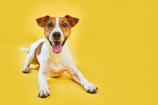 Retrato Gato Lindo Perro Divertido Russell Terrier Perro Feliz Acostado —  Fotos de Stock