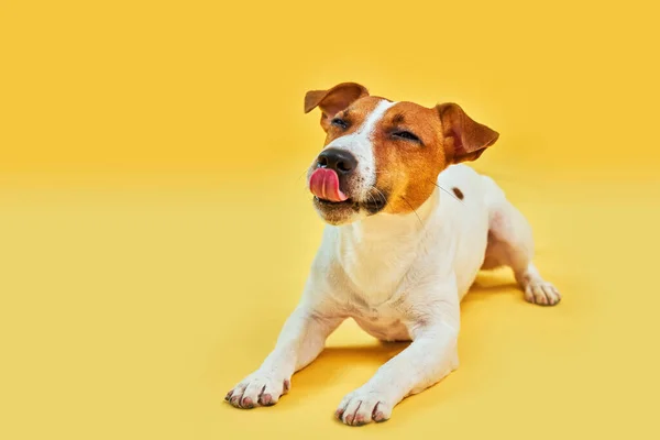 귀여운 강아지 테리어의 초상화 해피재밌는 강아지는 노란색 배경에 입술을 핥는다 — 스톡 사진