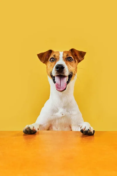 Portret Szczęśliwego Zaskoczonego Psa Głowa Jacka Russella Terriera Łapami Górze — Zdjęcie stockowe