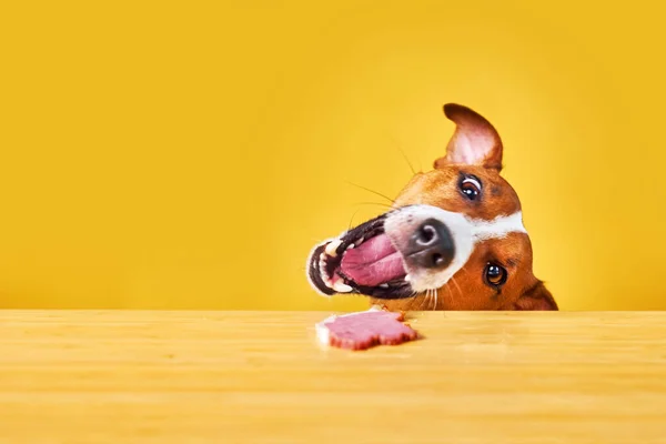 Pies Terier Jack Russell Posiłek Stołu Zabawny Portret Głodnego Psa — Zdjęcie stockowe