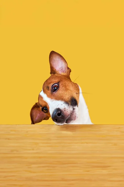 Jack Russell Terrier Perro Come Comida Una Mesa Divertido Retrato —  Fotos de Stock