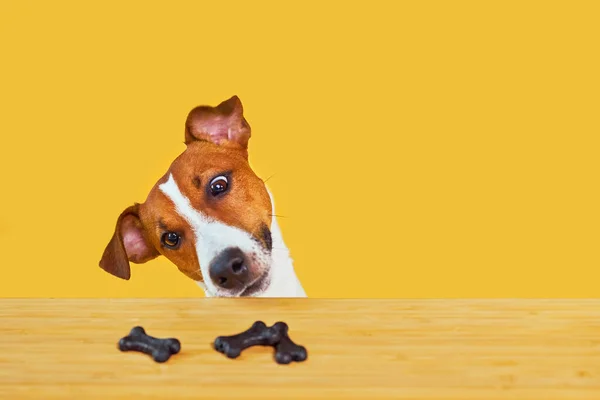 Jack Russell Terrier Cão Come Refeição Uma Mesa Retrato Cão — Fotografia de Stock