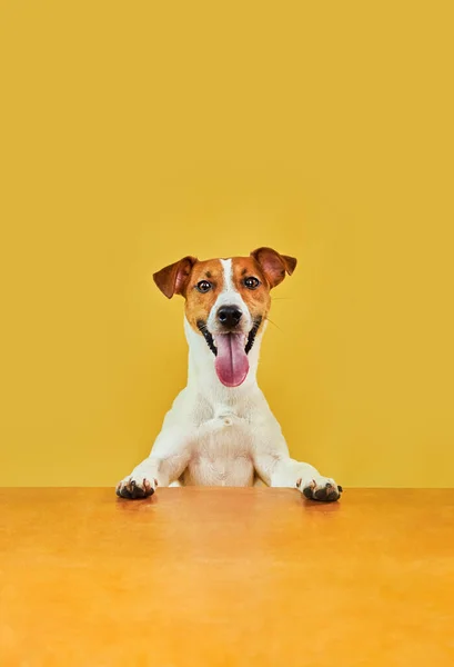 Boldog Meglepett Kutya Portréja Jack Russell Terrier Feje Fölött Feltartott Jogdíjmentes Stock Képek