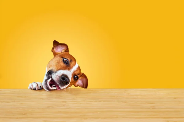 Jack Russell Terrier Hund Frisst Essen Von Einem Tisch Lustiges lizenzfreie Stockbilder