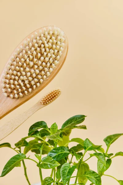 Bamboo Toothbrush Herbs Beige Background Closeup Minimal Sustainable Beauty Lifestyle — Stock Photo, Image