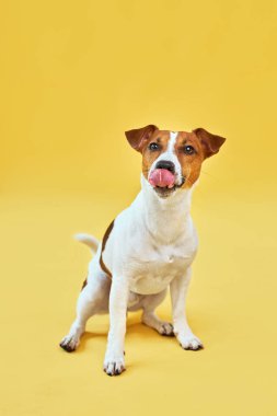 Sevimli komik köpek Jack Russell Terrier 'ın portresi. Mutlu köpek parlak sarı arka planda oturuyor. Metin için boş alan.