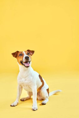 Sevimli komik köpek Jack Russell Terrier 'ın portresi. Mutlu köpek parlak sarı arka planda oturuyor. Metin için boş alan.